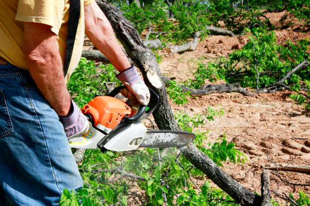 How Our Tree Care Process Works  in  North Enid, OK